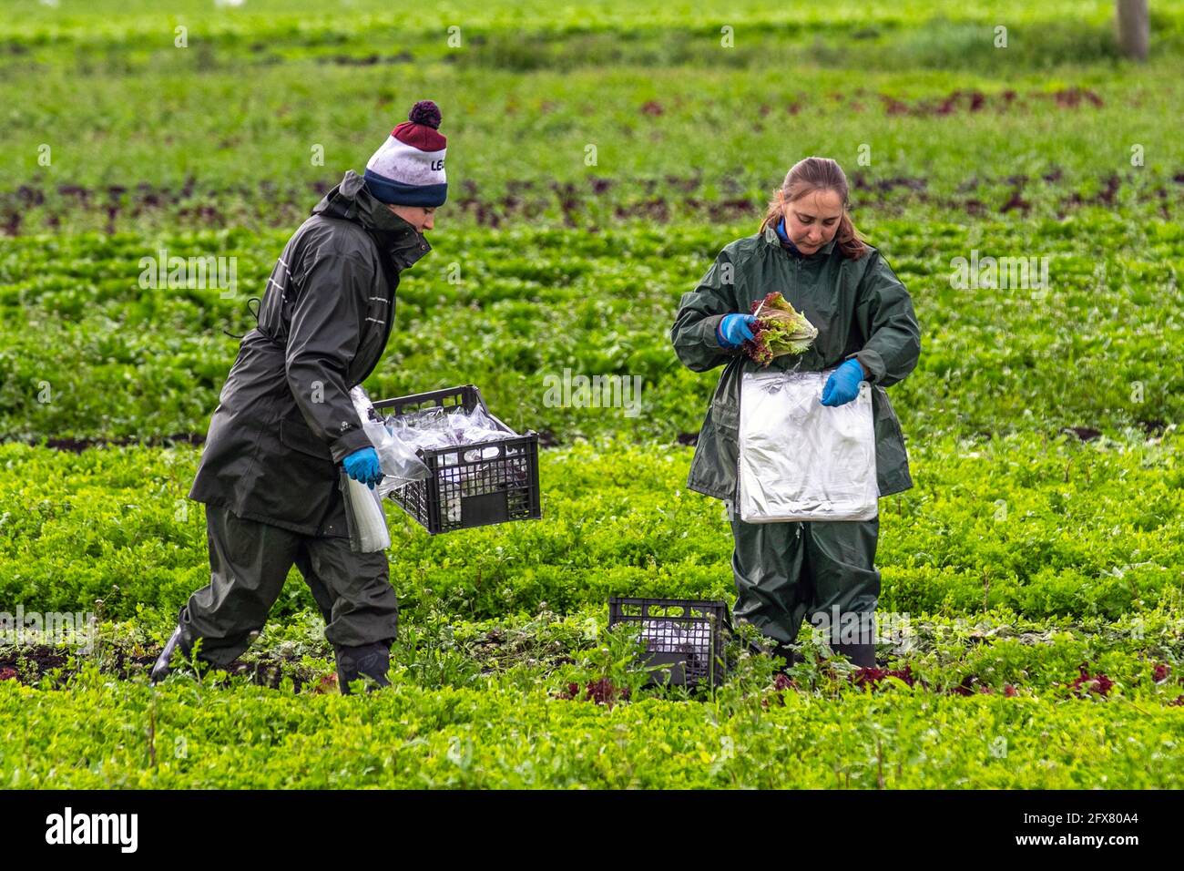 Tarleton. 26 mai 2021, météo Royaume-Uni. Ciel nuageux et humide de commencer à la journée pour les préparateurs de commande de légumes dans la région connue sous le nom de saladier de Lancashire.la région souffre d'une pénurie de travailleurs de terrain de l'UE pour récolter les cultures de printemps tardives. Avec une pénurie de main-d'œuvre migrante et de nombreux emplois agricoles vacants, les agriculteurs s'inquiètent de ne pas avoir assez de personnes pour cueillir leurs récoltes dont la croissance a été retardée par le plus humide depuis 1986, et en dessous des températures moyennes du printemps. Crédit; MediaWorldImages/AlamyLiveNews Banque D'Images