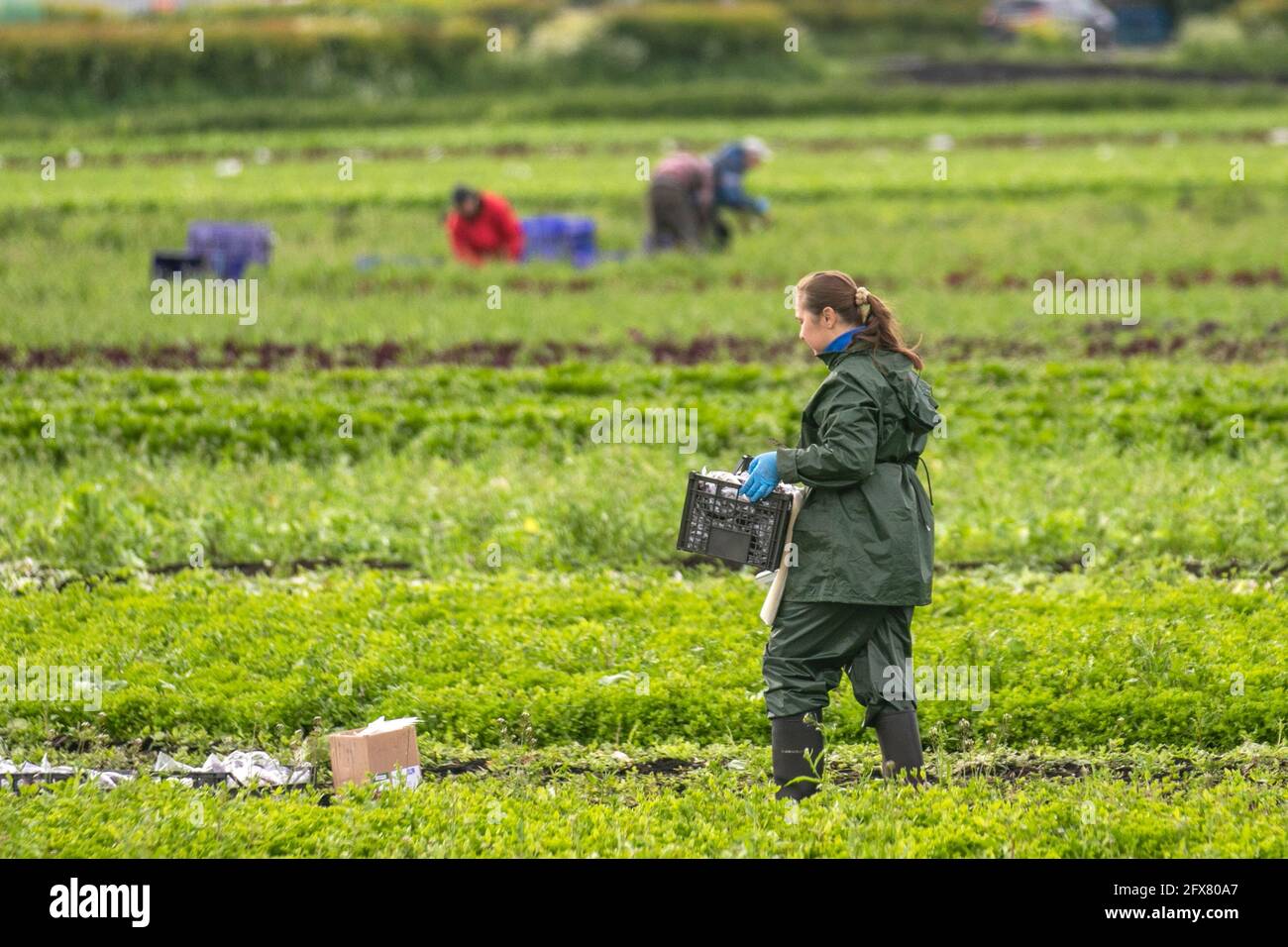 Tarleton. 26 mai 2021, météo Royaume-Uni. Ciel nuageux et humide de commencer à la journée pour les préparateurs de commande de légumes dans la région connue sous le nom de saladier de Lancashire.la région souffre d'une pénurie de travailleurs de terrain de l'UE pour récolter les cultures de printemps tardives. Avec une pénurie de main-d'œuvre migrante et de nombreux emplois agricoles vacants, les agriculteurs s'inquiètent de ne pas avoir assez de personnes pour cueillir leurs récoltes dont la croissance a été retardée par le plus humide depuis 1986, et en dessous des températures moyennes du printemps. Crédit; MediaWorldImages/AlamyLiveNews Banque D'Images