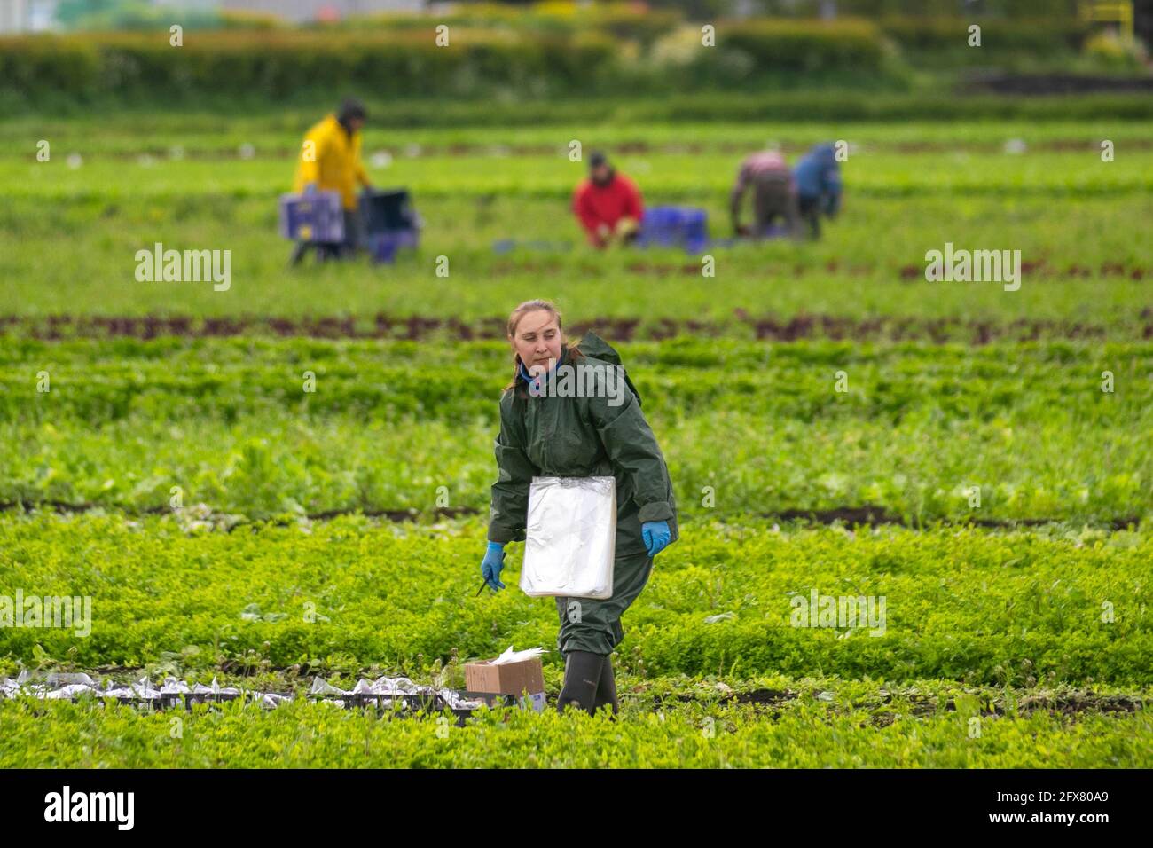 Tarleton. 26 mai 2021, météo Royaume-Uni. Ciel nuageux et humide de commencer à la journée pour les préparateurs de commande de légumes dans la région connue sous le nom de saladier de Lancashire.la région souffre d'une pénurie de travailleurs de terrain de l'UE pour récolter les cultures de printemps tardives. Avec une pénurie de main-d'œuvre migrante et de nombreux emplois agricoles vacants, les agriculteurs s'inquiètent de ne pas avoir assez de personnes pour cueillir leurs récoltes dont la croissance a été retardée par le plus humide depuis 1986, et en dessous des températures moyennes du printemps. Crédit; MediaWorldImages/AlamyLiveNews Banque D'Images