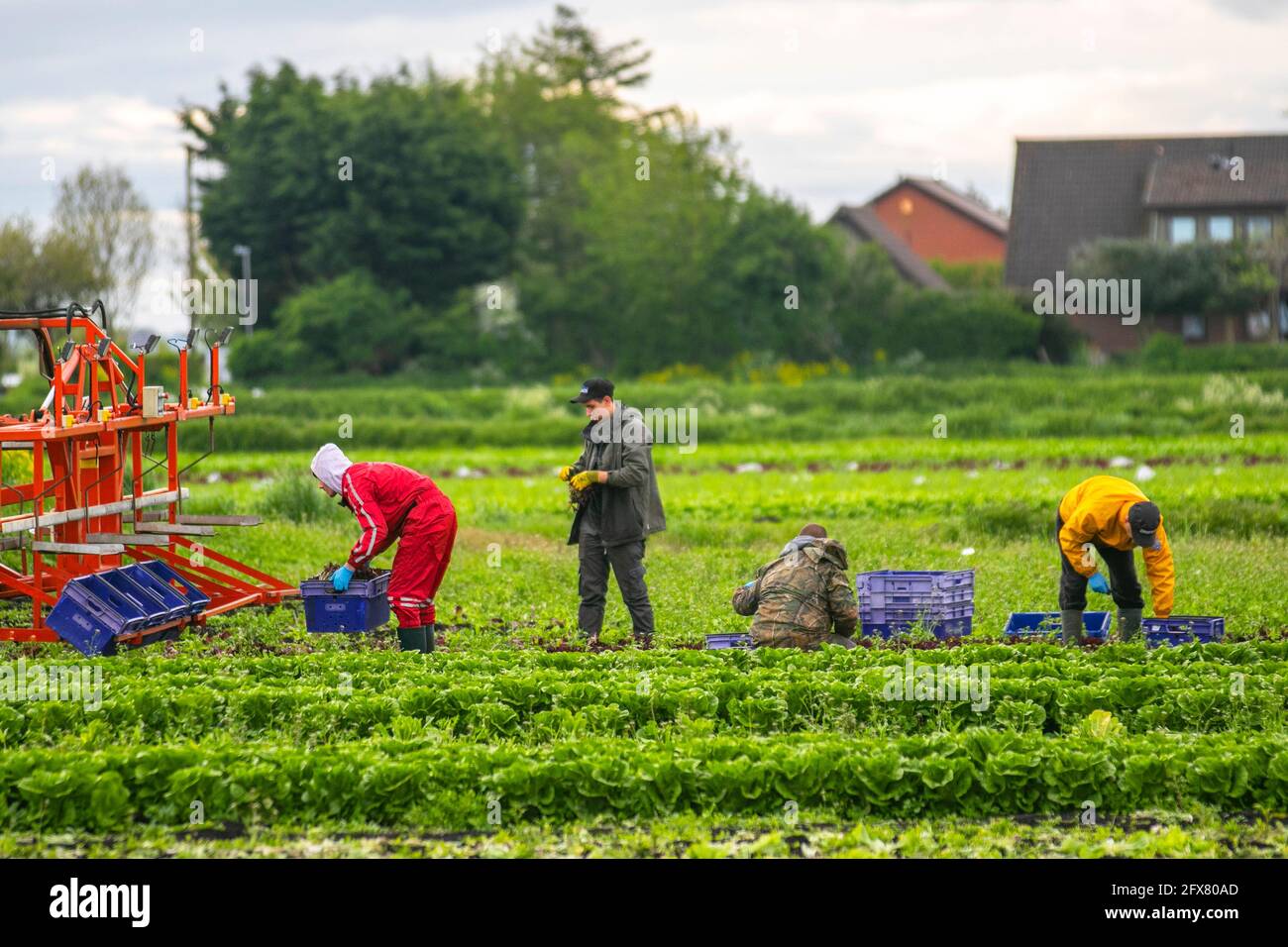 Tarleton. 26 mai 2021, météo Royaume-Uni. Ciel nuageux et humide de commencer à la journée pour les préparateurs de commande de légumes dans la région connue sous le nom de saladier de Lancashire.la région souffre d'une pénurie de travailleurs de terrain de l'UE pour récolter les cultures de printemps tardives. Avec une pénurie de main-d'œuvre migrante et de nombreux emplois agricoles vacants, les agriculteurs s'inquiètent de ne pas avoir assez de personnes pour cueillir leurs récoltes dont la croissance a été retardée par le plus humide depuis 1986, et en dessous des températures moyennes du printemps. Crédit; MediaWorldImages/AlamyLiveNews Banque D'Images