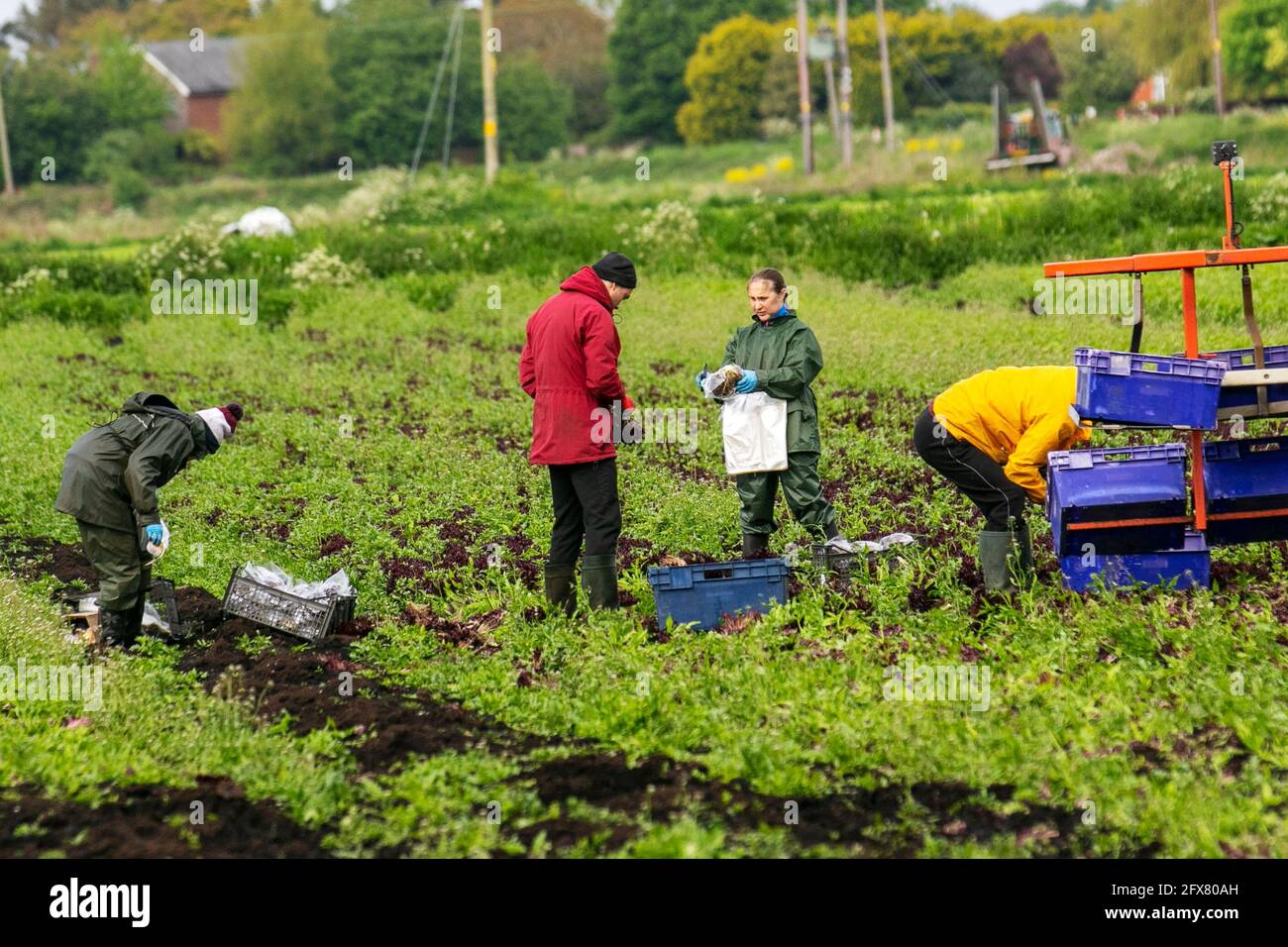 Tarleton. 26 mai 2021, météo Royaume-Uni. Ciel nuageux et humide de commencer à la journée pour les préparateurs de commande de légumes dans la région connue sous le nom de saladier de Lancashire.la région souffre d'une pénurie de travailleurs de terrain de l'UE pour récolter les cultures de printemps tardives. Avec une pénurie de main-d'œuvre migrante et de nombreux emplois agricoles vacants, les agriculteurs s'inquiètent de ne pas avoir assez de personnes pour cueillir leurs récoltes dont la croissance a été retardée par le plus humide depuis 1986, et en dessous des températures moyennes du printemps. Crédit; MediaWorldImages/AlamyLiveNews Banque D'Images