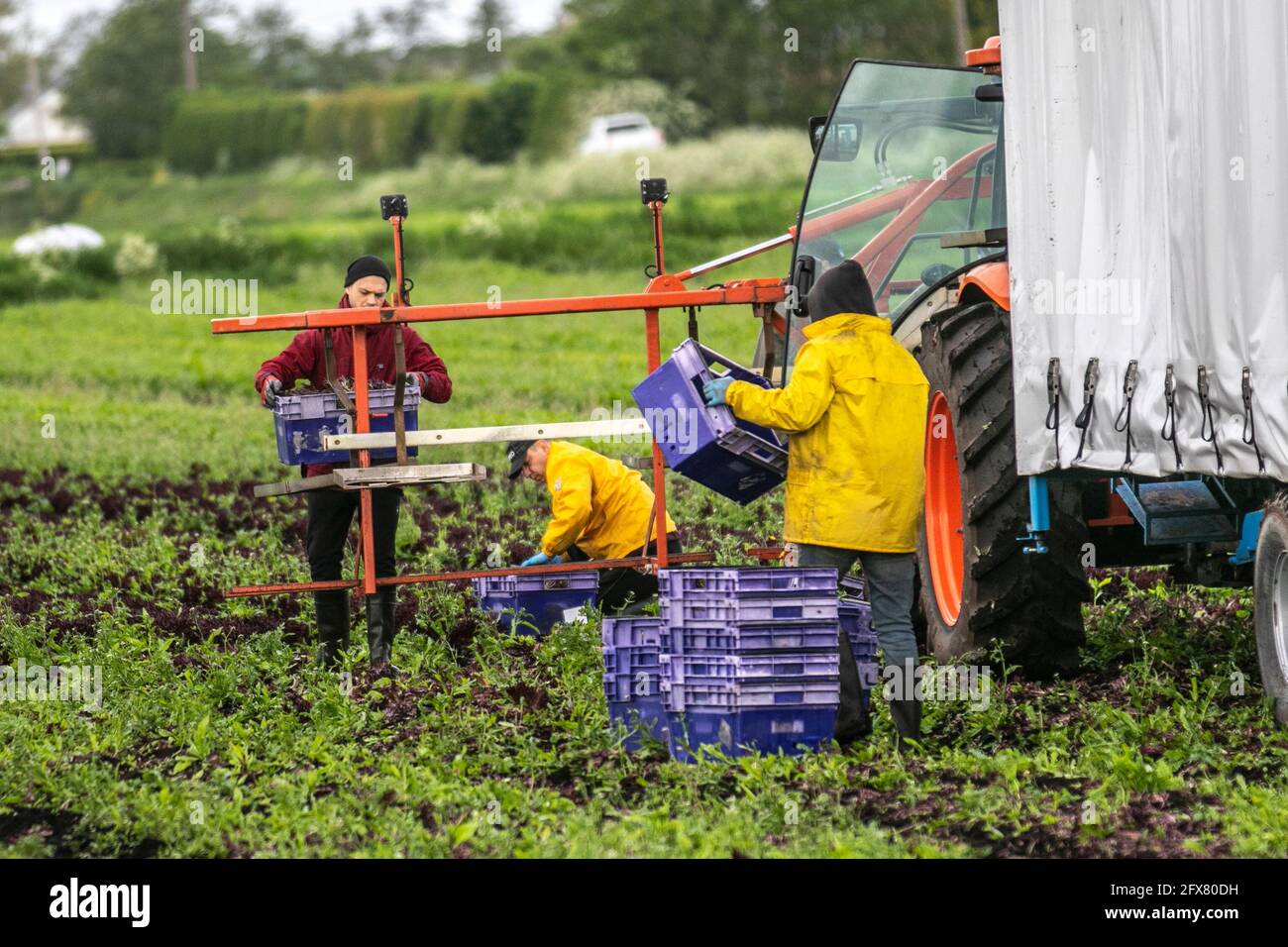 Tarleton. 26 mai 2021, météo Royaume-Uni. Ciel nuageux et humide de commencer à la journée pour les préparateurs de commande de légumes dans la région connue sous le nom de saladier de Lancashire.la région souffre d'une pénurie de travailleurs de terrain de l'UE pour récolter les cultures de printemps tardives. Avec une pénurie de main-d'œuvre migrante et de nombreux emplois agricoles vacants, les agriculteurs s'inquiètent de ne pas avoir assez de personnes pour cueillir leurs récoltes dont la croissance a été retardée par le plus humide depuis 1986, et en dessous des températures moyennes du printemps. Crédit; MediaWorldImages/AlamyLiveNews Banque D'Images