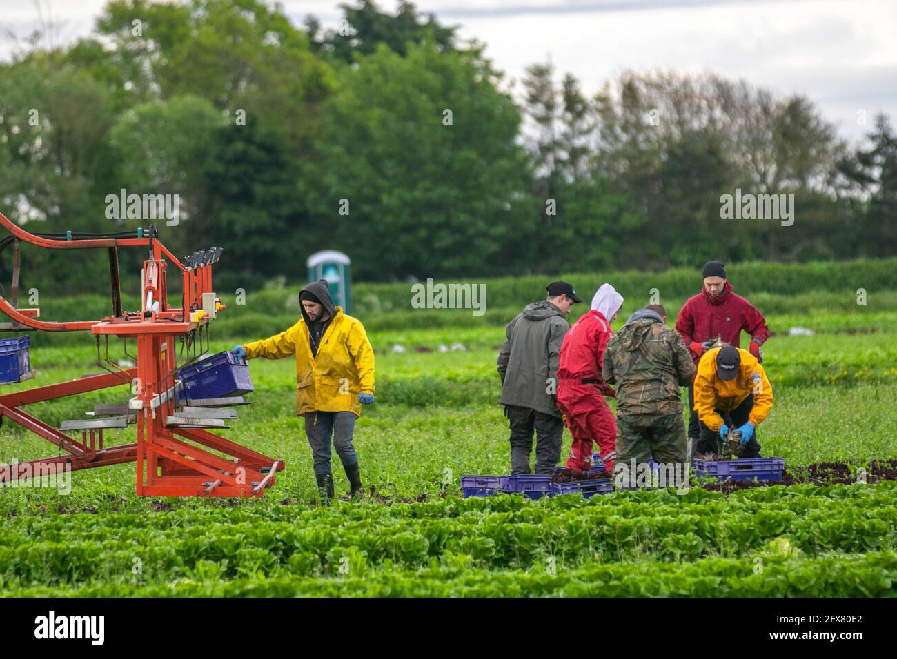 Tarleton. 26 mai 2021, météo Royaume-Uni. Ciel nuageux et humide de commencer à la journée pour les préparateurs de commande de légumes dans la région connue sous le nom de saladier de Lancashire.la région souffre d'une pénurie de travailleurs de terrain de l'UE pour récolter les cultures de printemps tardives. Avec une pénurie de main-d'œuvre migrante et de nombreux emplois agricoles vacants, les agriculteurs s'inquiètent de ne pas avoir assez de personnes pour cueillir leurs récoltes dont la croissance a été retardée par le plus humide depuis 1986, et en dessous des températures moyennes du printemps. Crédit; MediaWorldImages/AlamyLiveNews Banque D'Images