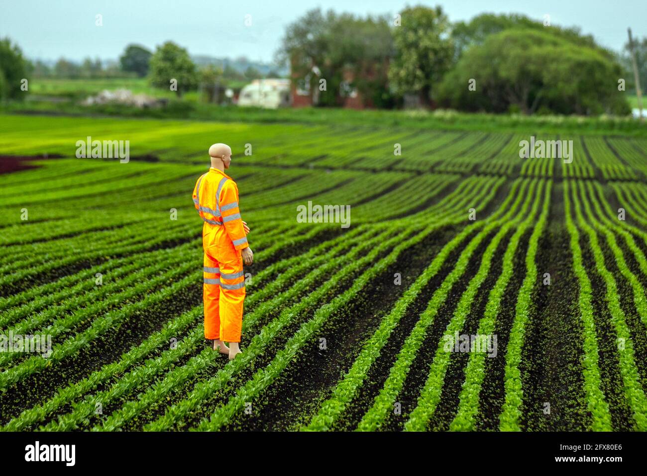 Mannequin de l'épouvantail en vêtements haute visibilité à Tarleton. Mai 2021, météo britannique. Un début de journée nuageux et humide pour les préparateurs de commandes de légumes dans la région connue sous le nom de Salad Bowl du Lancashire. La région souffre d'une pénurie de travailleurs de terrain de l'UE pour récolter les récoltes de fin de printemps. Avec une pénurie de main-d'œuvre migrante et de nombreux postes agricoles vacants, les agriculteurs craignent de ne pas avoir assez de personnes pour cueillir leurs cultures dont la croissance a été retardée par le plus humide mai depuis 1986, et en dessous des températures moyennes du printemps. Banque D'Images