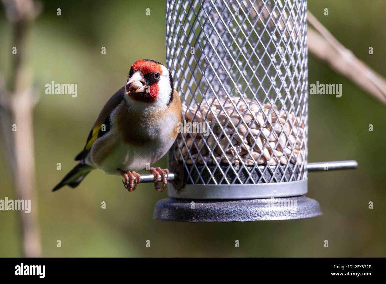 Goldfinch (Carduelis carduelis) à un mangeoire à oiseaux à Sussex, en Angleterre, au Royaume-Uni Banque D'Images