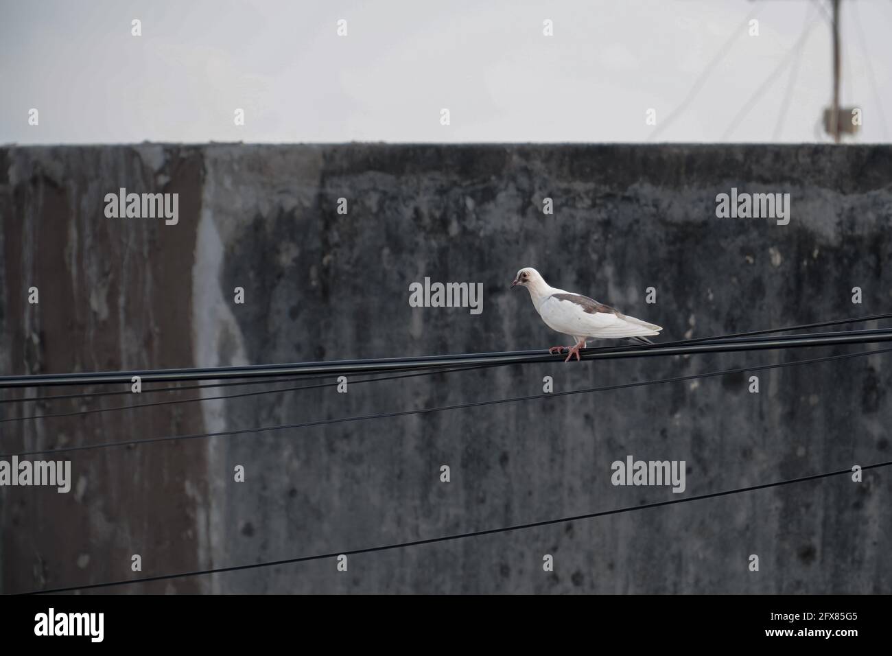 Oiseau de pigeon blanc posé sur le câble d'alimentation. Pigeon perché sur le câblage électrique. Banque D'Images