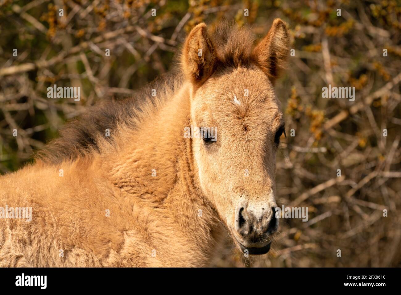 Chef d'un cheval konik foal. Le joli jeune animal se présente directement dans l'appareil photo. Dans les roseaux dorés. Banque D'Images