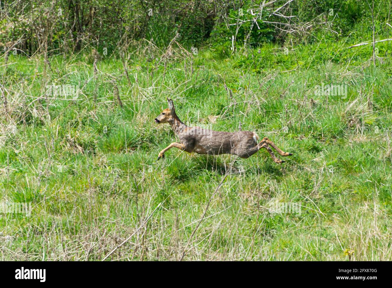 Un cerf de Virginie (Capranolus capranolus) qui traverse un champ Banque D'Images