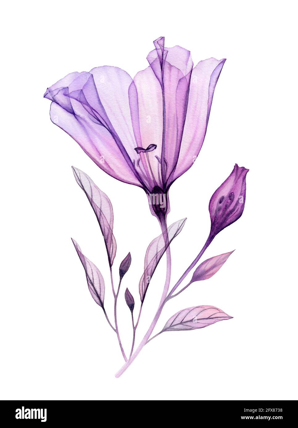 Fleur d'aquarelle sur une branche. Œuvres d'art peintes à la main avec fleur violette transparente et feuilles violettes isolées sur blanc. Illustration botanique pour Banque D'Images