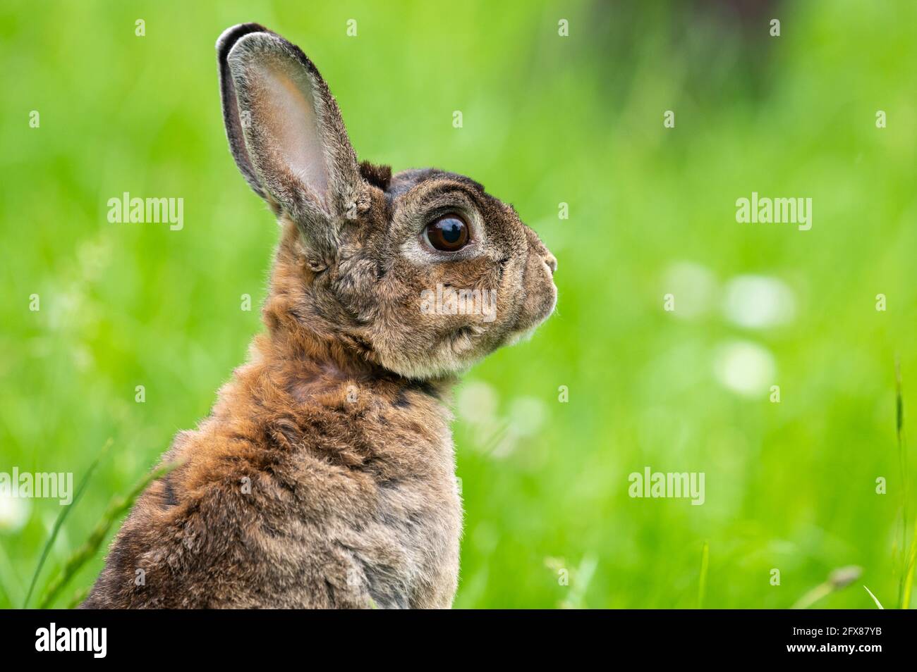 Un joli lapin nain brun dans un pré vert, trèfle rouge et blanc, jour nuageux au printemps Banque D'Images
