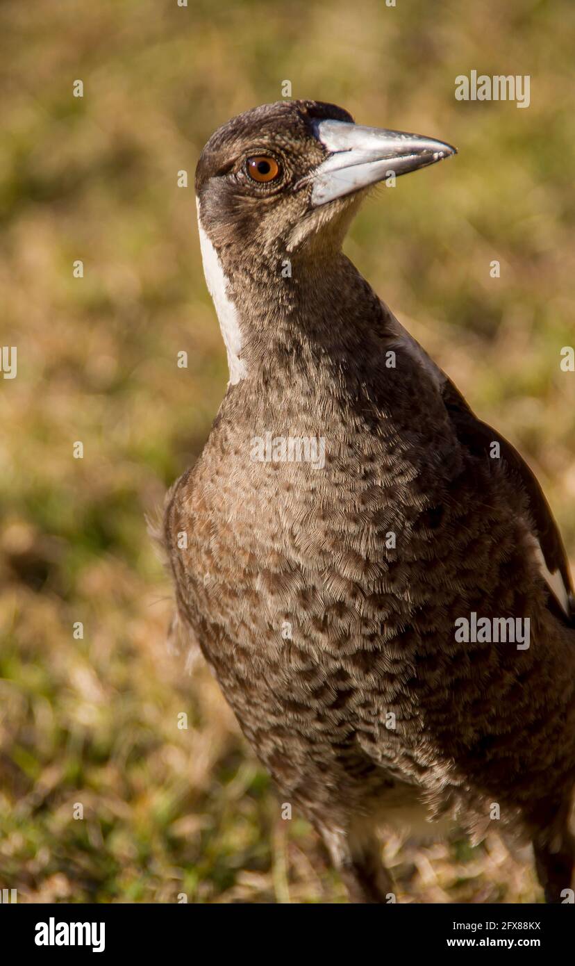 Un jeune magpie australien (cracticus tibicen) avec des plumes juvéniles debout sur l'herbe au soleil. Queensland, Australie. Banque D'Images