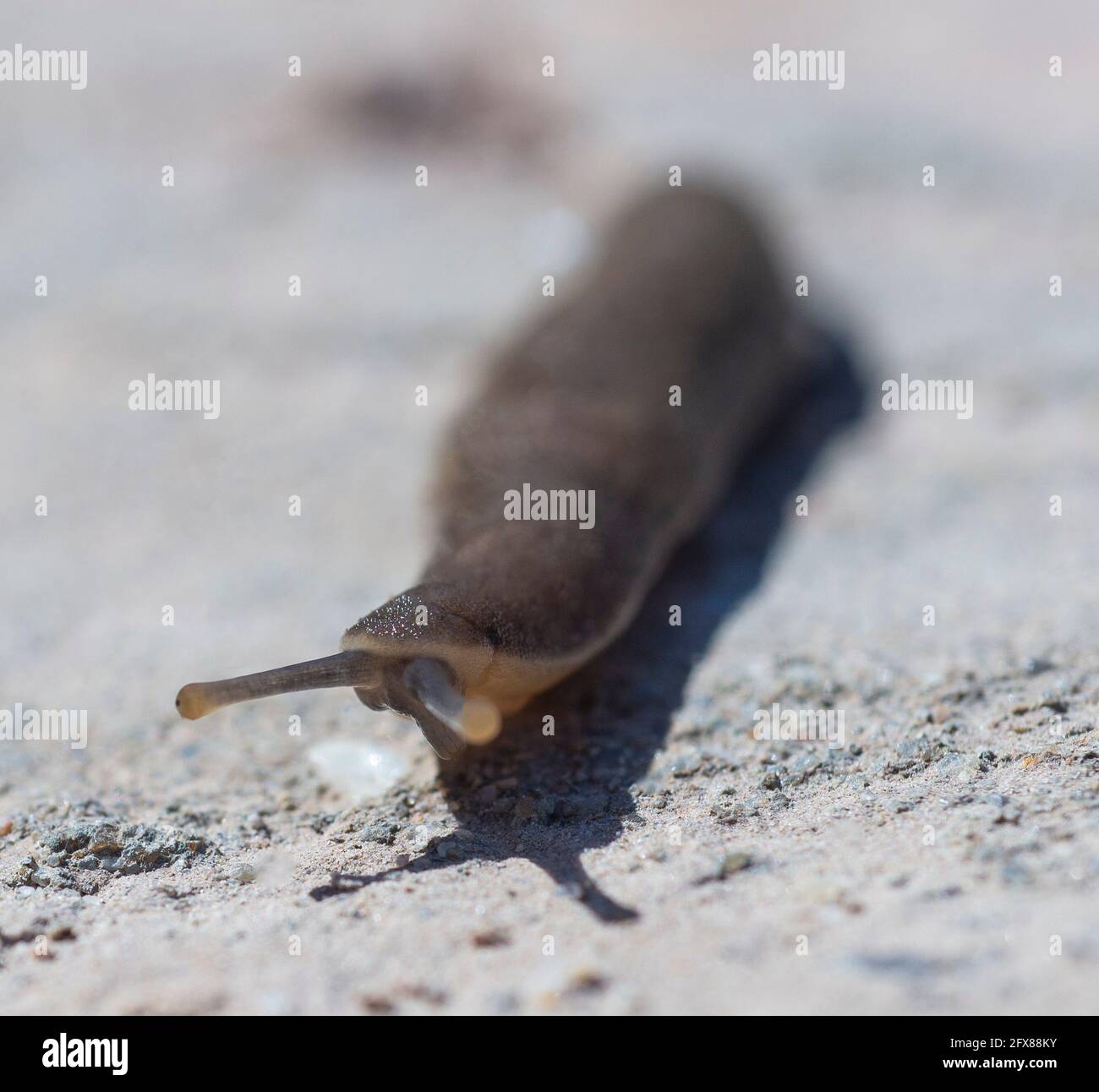 Gros plan macro détail de la gastéropode de terre commune sur pierre chemin dans le jardin Banque D'Images
