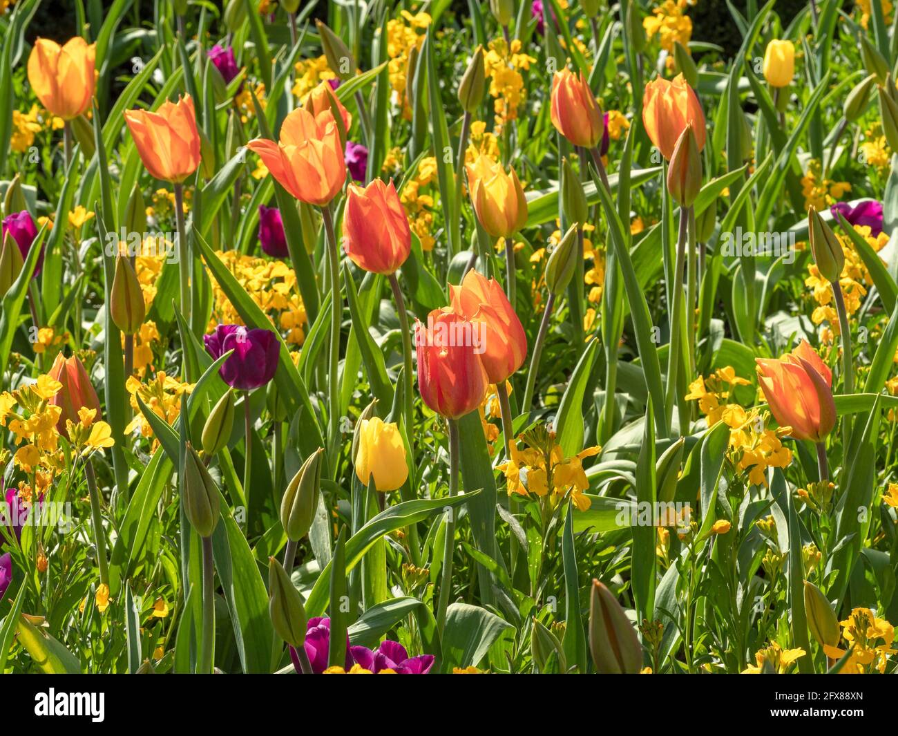 Mélange de tulipes et de fleurs murales dans un jardin Banque D'Images