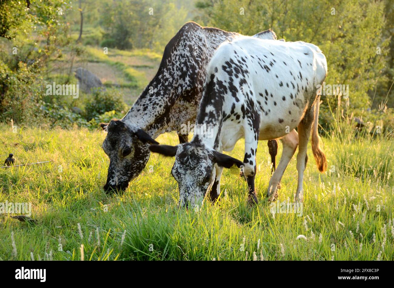 la paire de vaches blanches brunes mangeant de l'herbe ensemble dans le sol de l'herbe. Banque D'Images