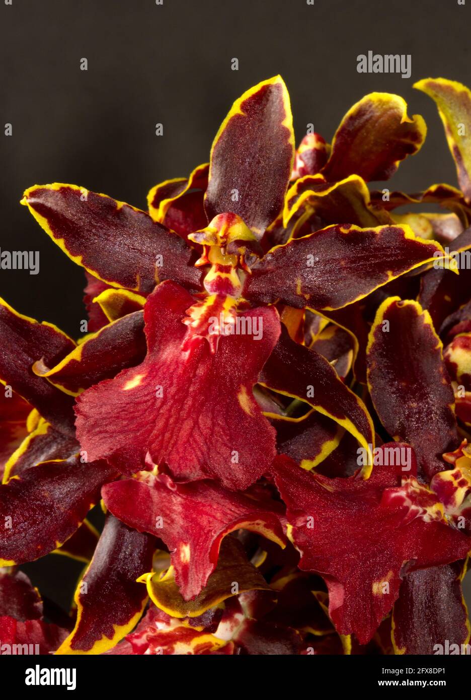 L'Orchidée Dancing Lady est un membre de la famille très variée d'Orchidés Oncidium, originaire d'Amérique du Sud. Les hybrides sont spectaculaires et populaires Banque D'Images