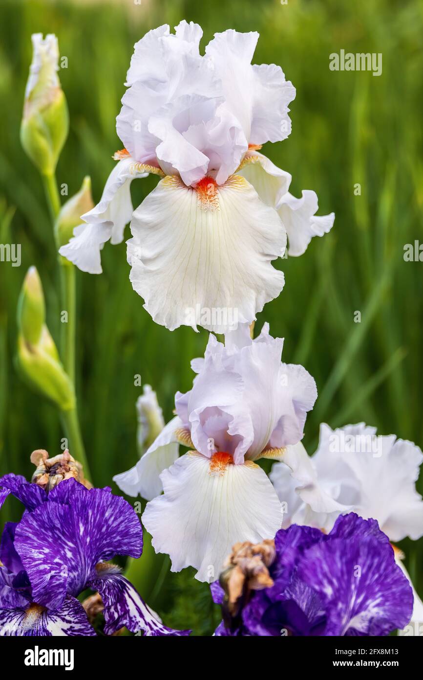 deux iris à barbe blanche fleurissent dans la lumière du matin Banque D'Images