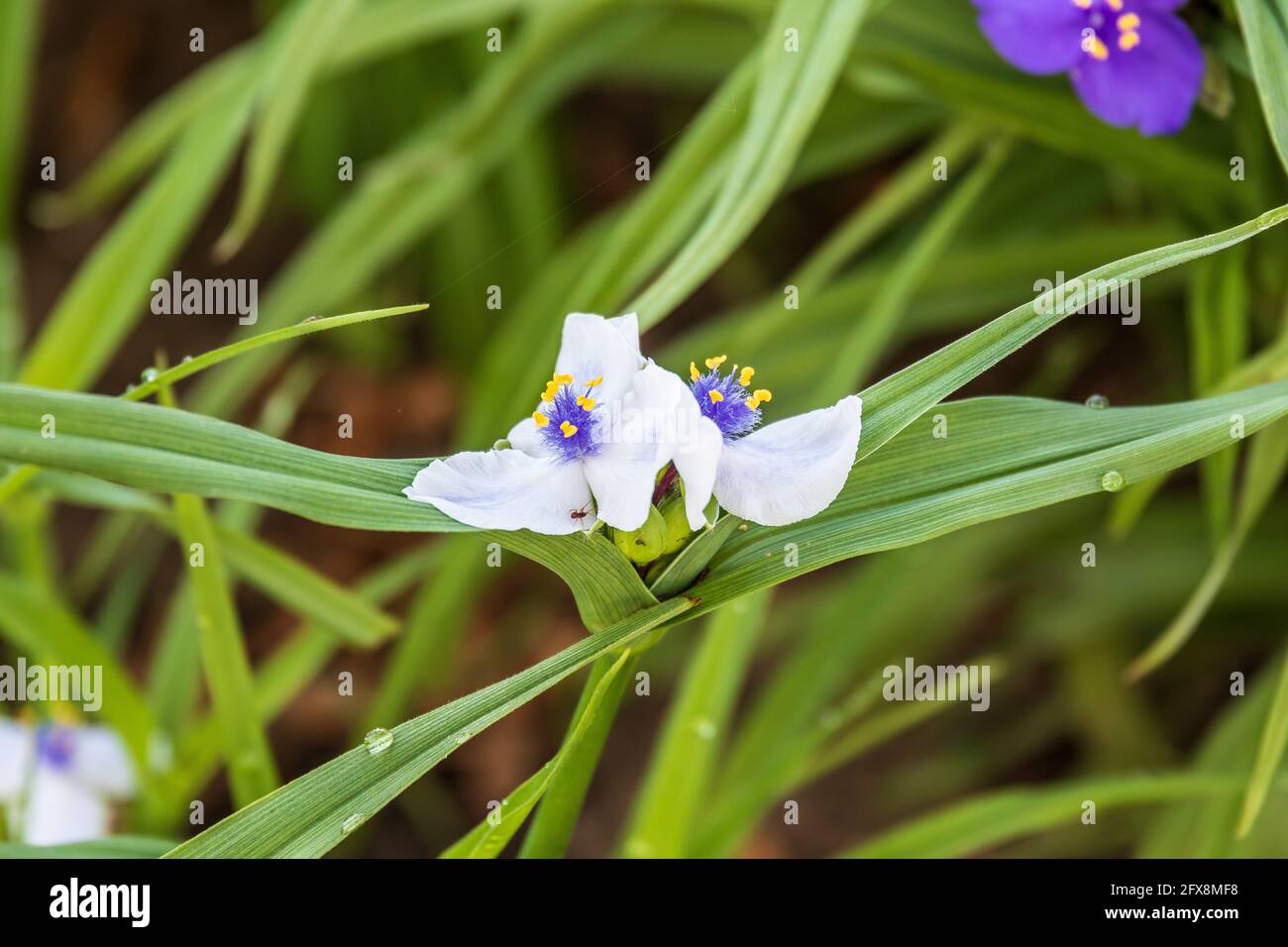 Un gros plan d'une fleur blanche de larmes des veuves dans le jardin Banque D'Images