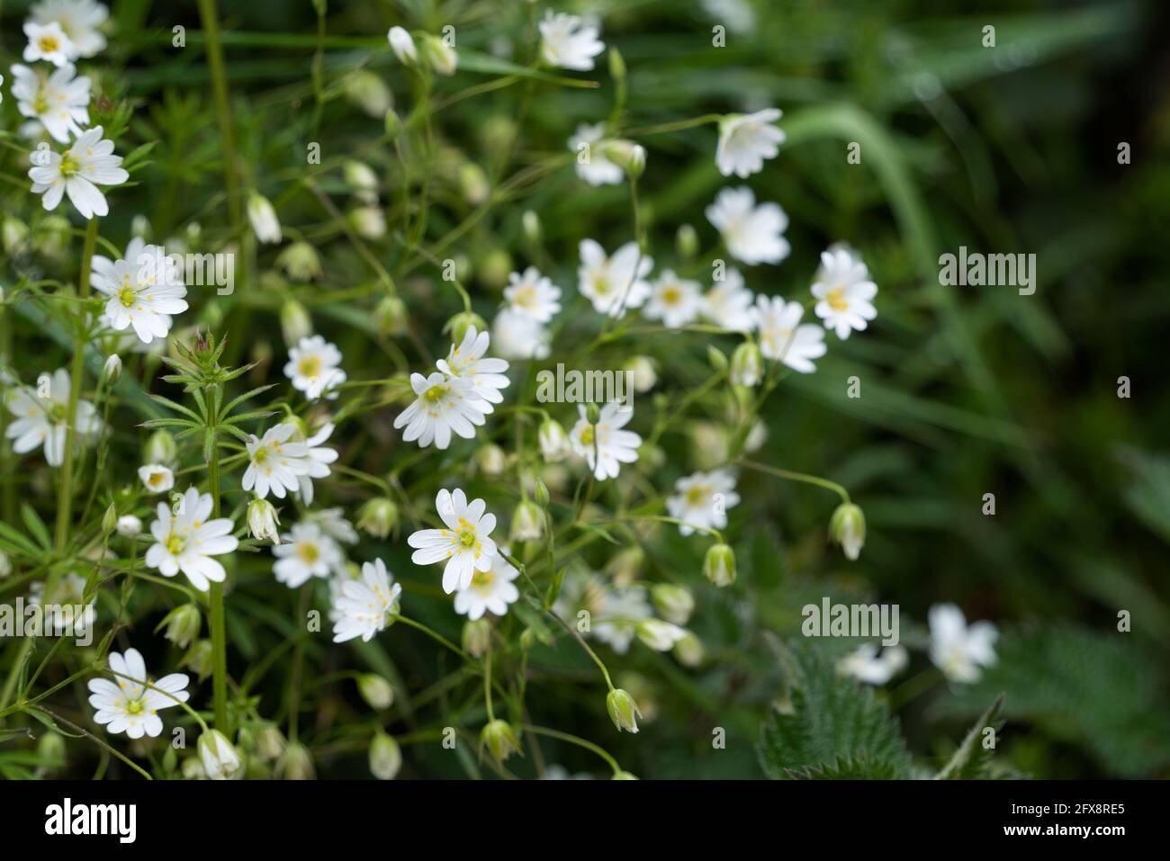 La chair de vessies (Stellaria holostea) fleurit au printemps dans les Cornouailles Banque D'Images