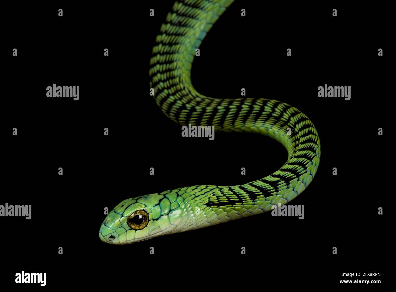 Boomslang (Dispholidus typus) Banque D'Images