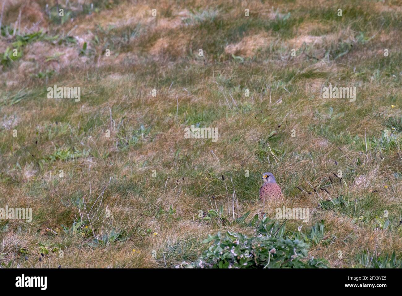 Kestrel (Falco tinnunculus) Sur le terrain ayant trouvé des proies à Porthgwidden Banque D'Images