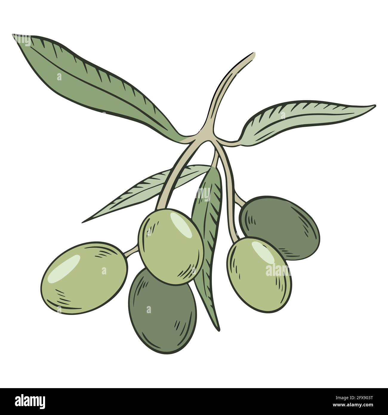 Olives vertes sur une branche, vecteur. Olive entière. Une branche avec des feuilles et des fruits. Dessin à la main. Collecte des oléagineux. Illustration de Vecteur