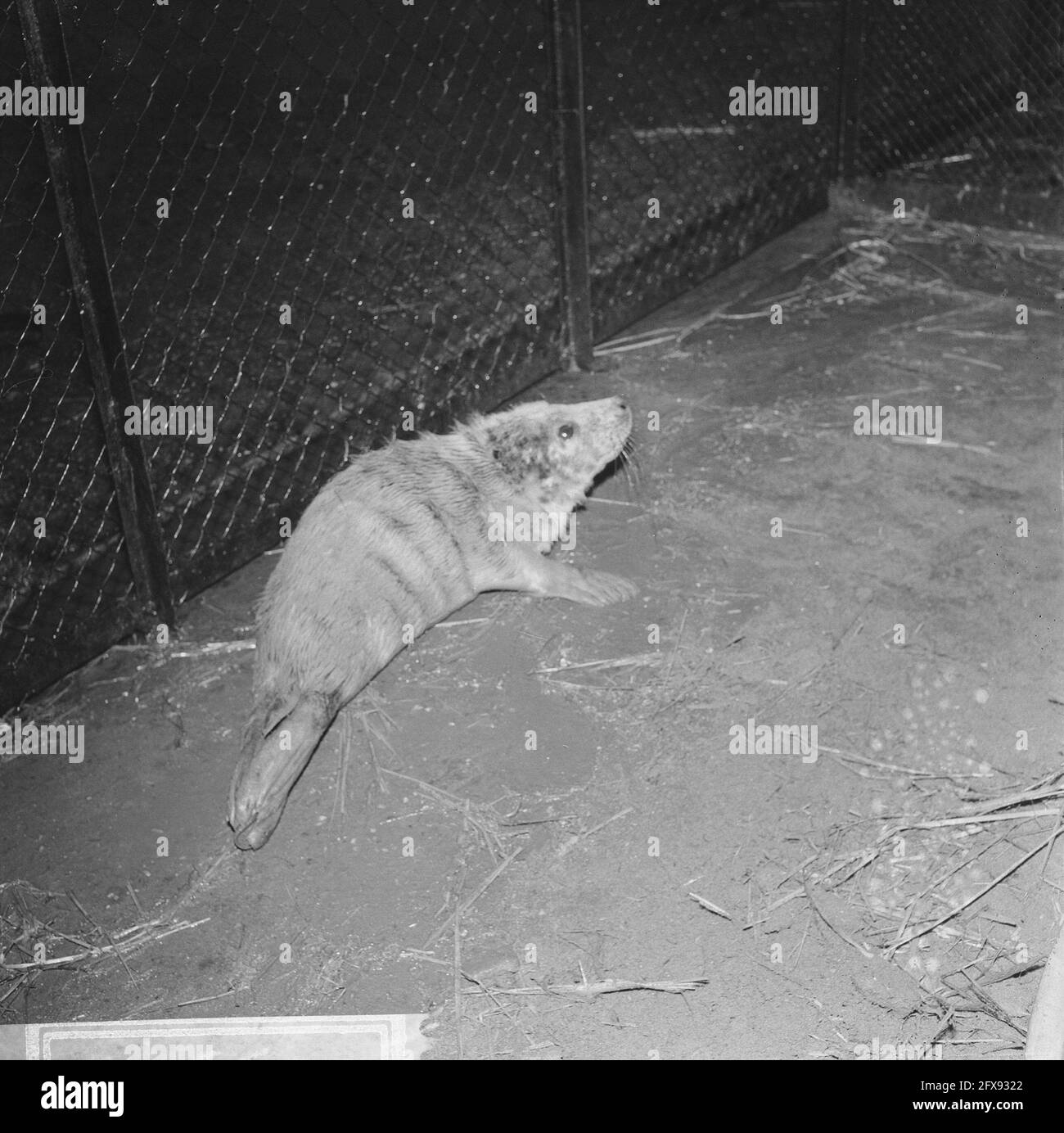 Le phoque conique (phoque gris) lavé à l'ashore de Hook of Holland a été emmené au zoo de Blijdorp à Rotterdam, le 9 décembre 1965, Seals, pays-Bas, agence de presse du xxe siècle photo, nouvelles à retenir, documentaire, photographie historique 1945-1990, histoires visuelles, L'histoire humaine du XXe siècle, immortaliser des moments dans le temps Banque D'Images