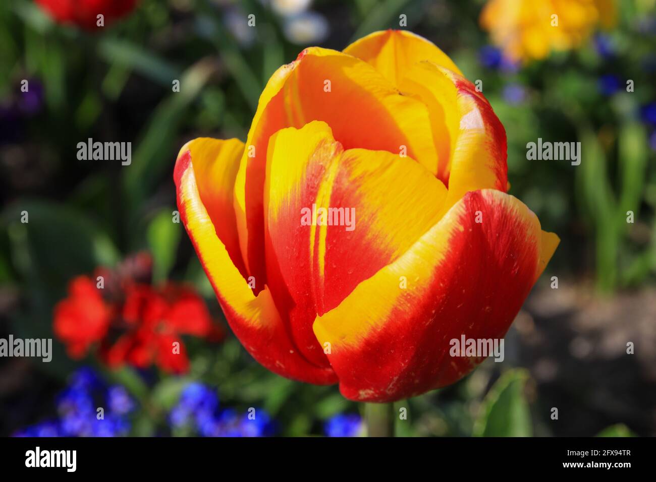 Gros plan de tulipe jaune-rouge dans un champ Banque D'Images
