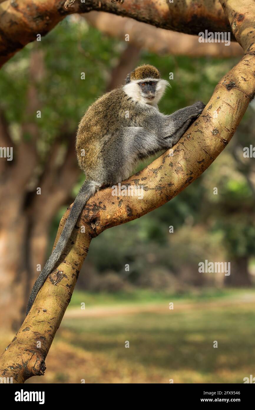 Green Monkey - Chlorocebus aethiops, magnifique singe populaire des forêts et des buissons d'Afrique de l'Ouest, Ethiopie. Banque D'Images