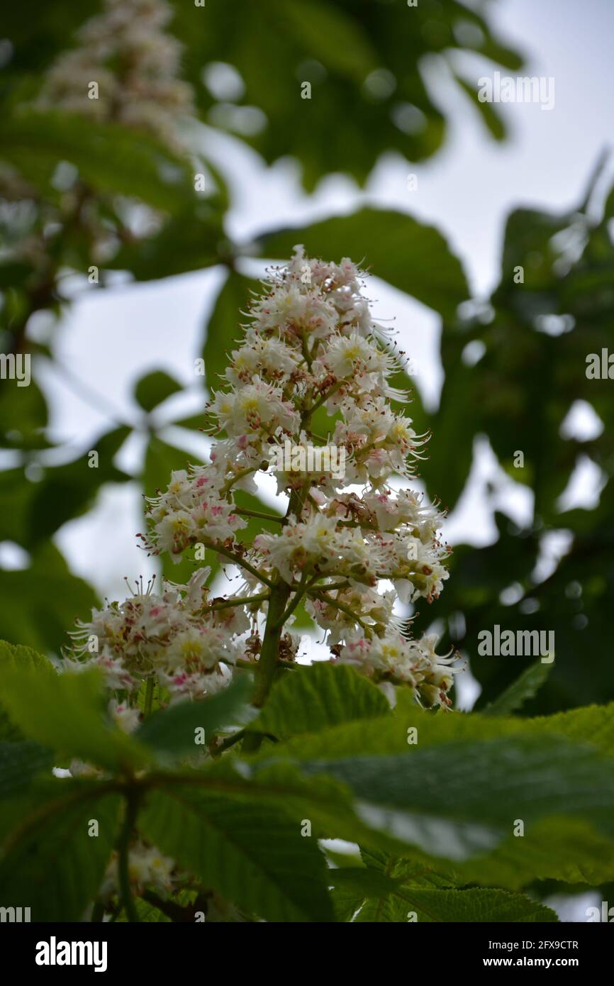 White Horse Chestnut Tree, White Horse-Chestnut Free, Aesculus hippocastanum UK gros plan Banque D'Images