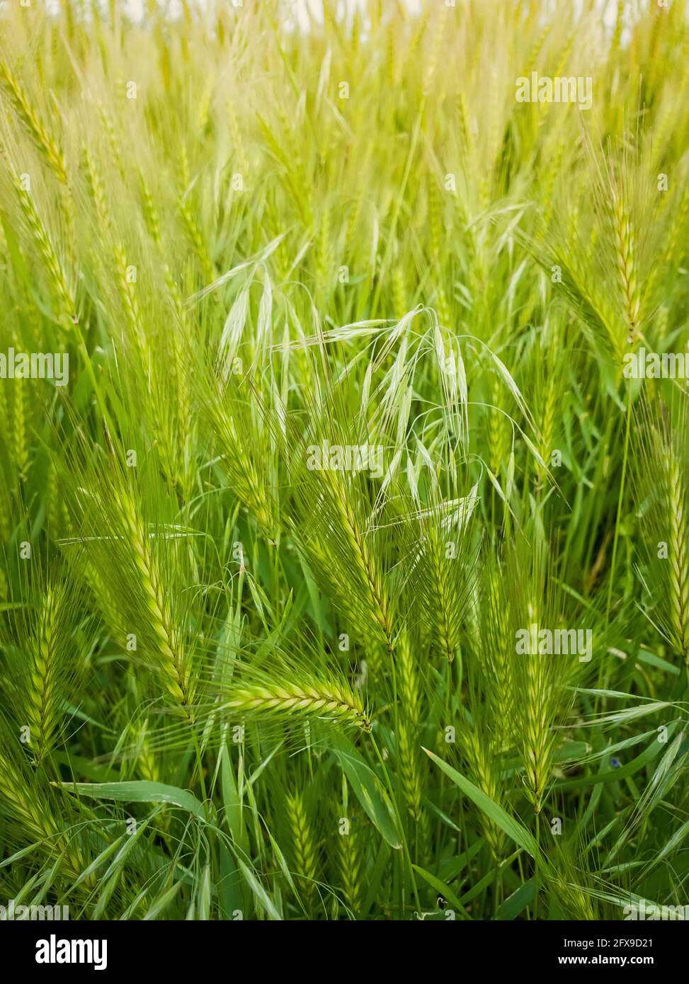 Fleurs de renards sauvages sur un pittoresque pré d'été. Végétation verte différente, grenaille verticale. Cadre idyllique de nature rurale, vert printemps fi Banque D'Images