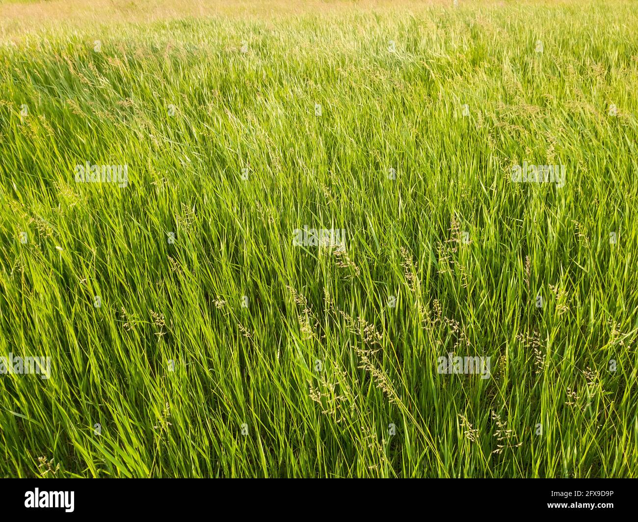 bromus madritensis sauvage en fleurs, plantes de brome de queue de bœuf, sur un pittoresque pré d'été. Différents verdissement herbe balancer dans le vent. Nature rurale idyllique Banque D'Images