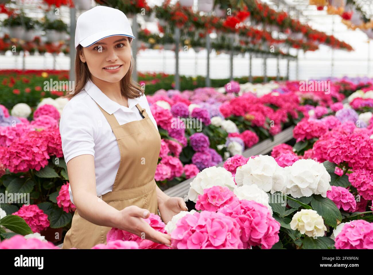 Belle fleuriste femelle en chapeau et tablier examinant l'état de l'hortensia coloré dans les pots. Jeune femme organisant des plantes à une immense serre. Banque D'Images