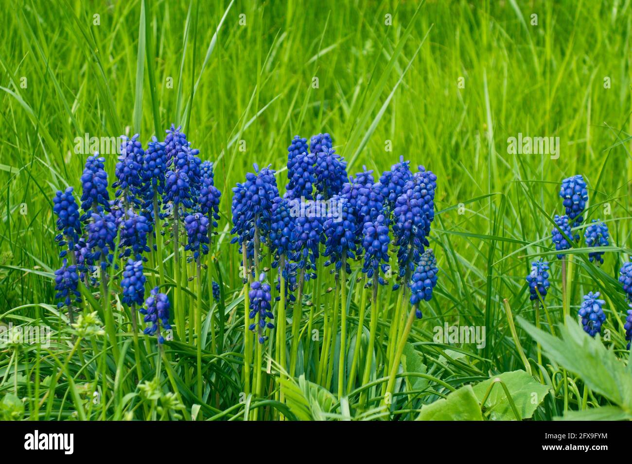 Fleurs de jacinthe de Muscari ou de raisin dans un jardin Banque D'Images