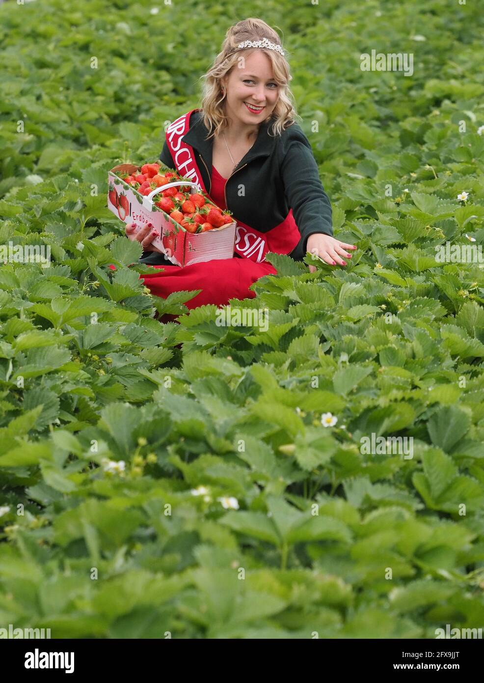 26 Mai 2021, Brandebourg, Dallgow-Döberitz: Princesse de cerise Jessi s'accroupissent entre les rangées de plantes avec un panier de fraises de la variété 'Clery' sur la ferme de Falkensee. En plus des fraises, la ferme de la famille Kruse, avec un magasin de ferme, cultive aussi des framboises, des bleuets, des asperges, du maïs, des tomates et des légumes de chou, et environ 3,000 000 poulets sont gardés à l'extérieur. Photo: Soeren Stache/dpa-Zentralbild/dpa Banque D'Images