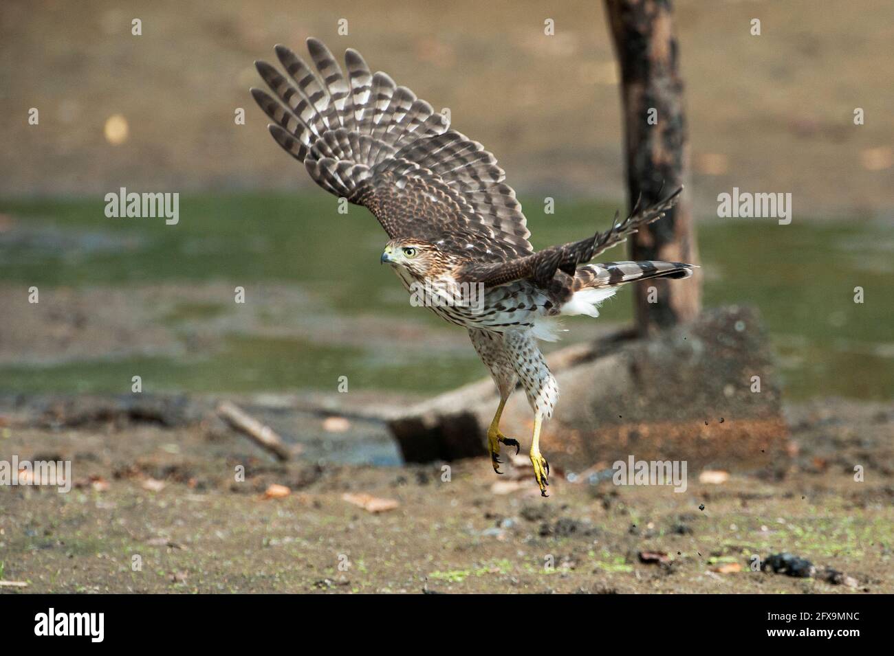 Faucon pointu pour jeunes en vol Banque D'Images