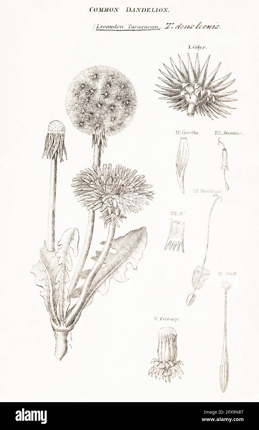 Illustration botanique en plaque de coperplate de Dandelion / Taraxacum officinale de la flore britannique de Robert Thornton, 1812. Mauvaises herbes médicinales, également mangées dans la salade Banque D'Images