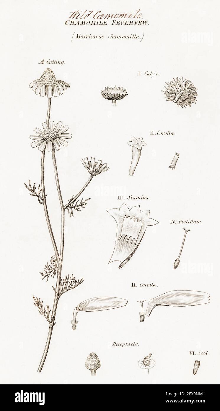 Illustration botanique en plaque de coperplate de camomille sauvage / Matricaria camomilla, Matricaria recutita de la flore britannique de Robert Thornton, 1812. Banque D'Images
