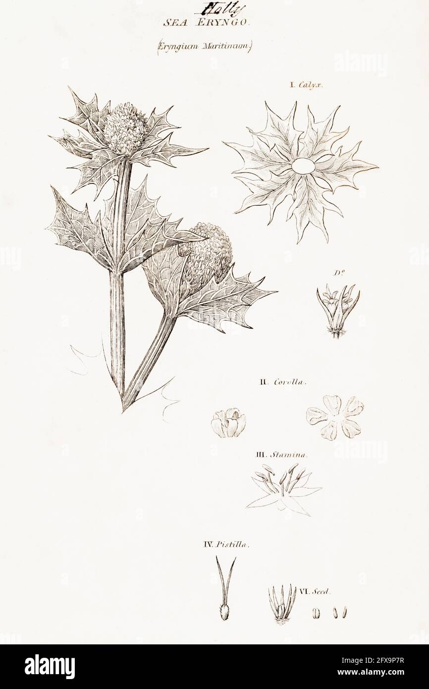 Illustration botanique en copperplate de Sea Holly / Eryngium maritimum de la flore britannique de Robert Thornton, 1812. Une fois utilisé comme plante médicinale. Banque D'Images