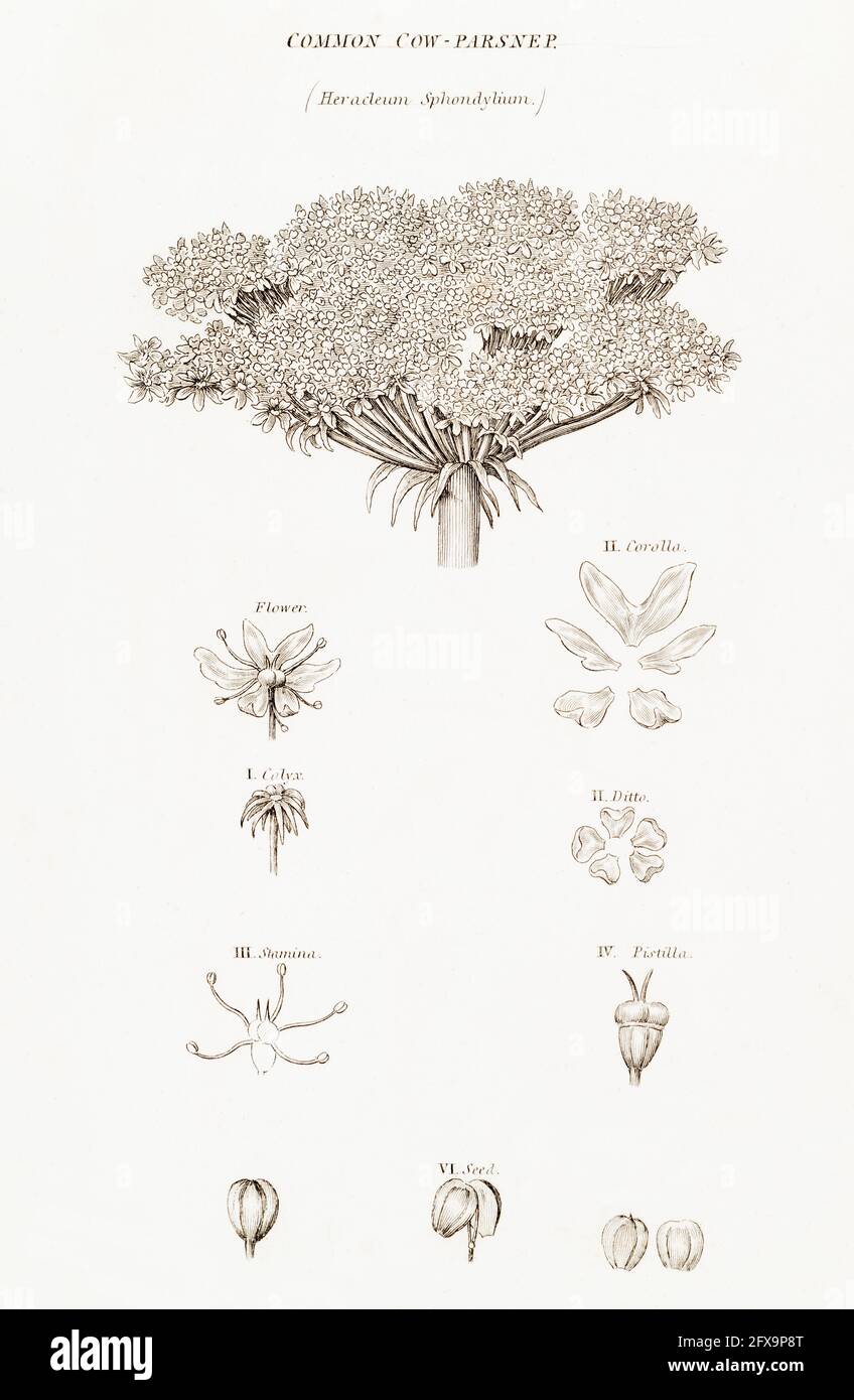 Illustration botanique en coperplate de Heracleum sphondylium / Hotweed de la flore britannique de Robert Thornton, 1812. Une fois utilisé comme plante médicinale. Banque D'Images