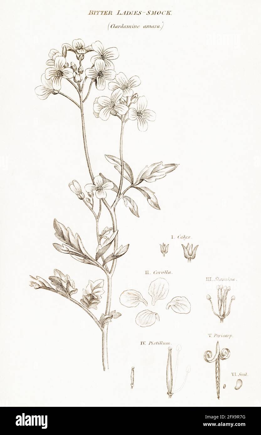 Illustration botanique en plaque de copperplate d'un grand Bittercress / Cardamine amara de la flore britannique de Robert Thornton, 1812. Une fois utilisé comme usine alimentaire. Banque D'Images