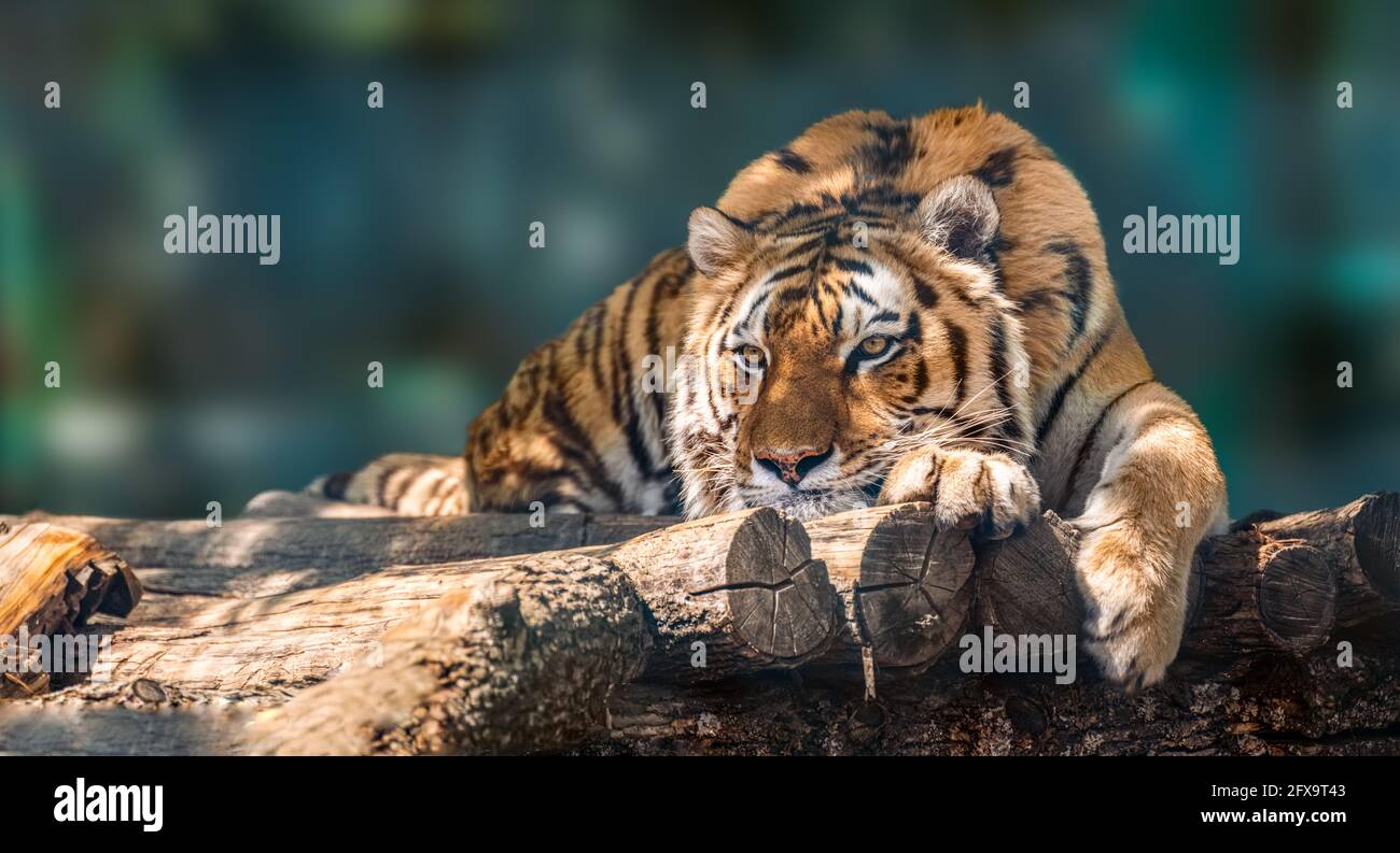 Tigre de Sibérie ou d'Amour avec bandes noires couchée sur une terrasse en  bois. Grand format portrait. Vue rapprochée avec arrière-plan vert flou.  Animaux sauvages wa Photo Stock - Alamy
