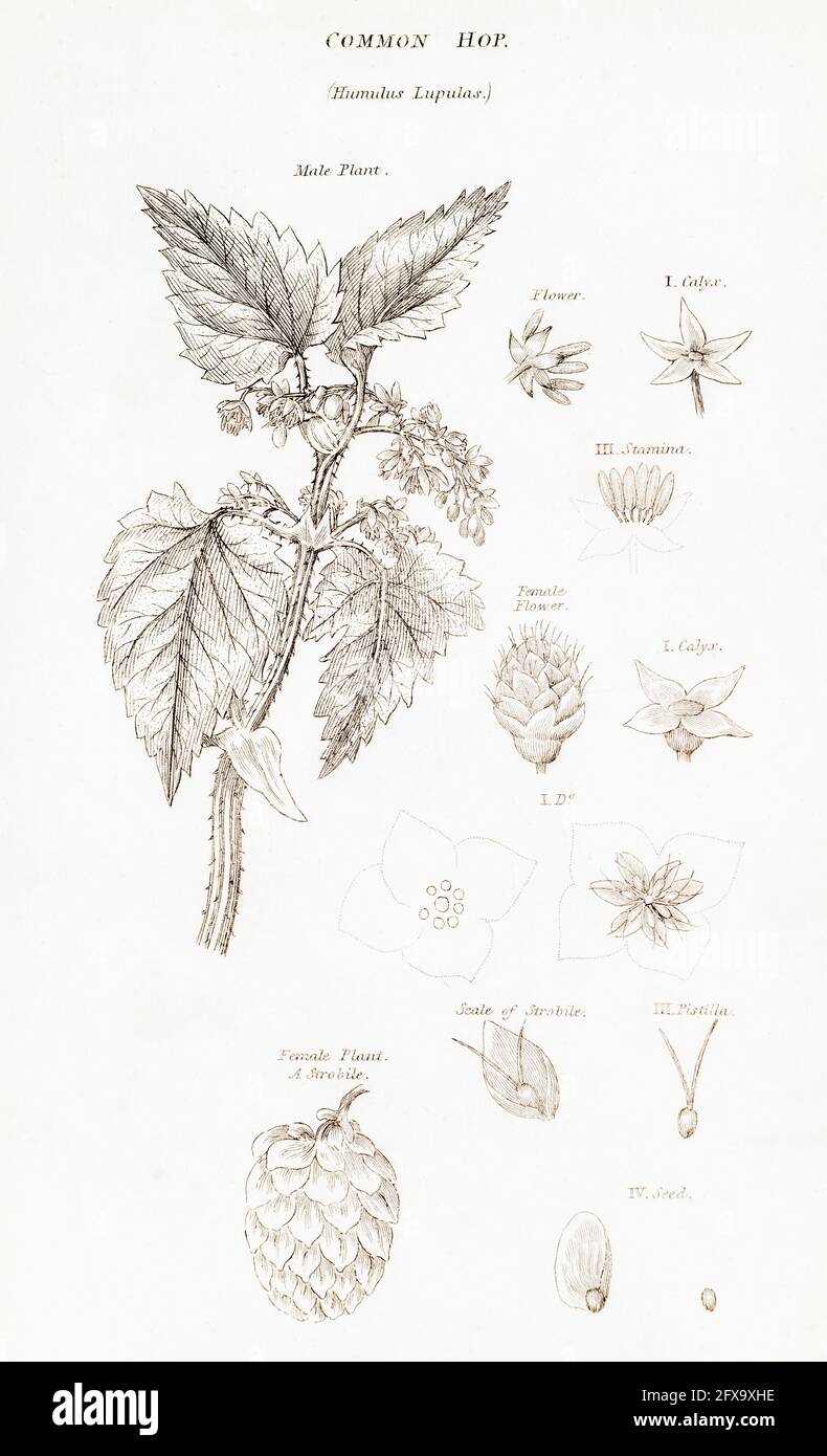 Illustration botanique de Hop / Humulus lupulus de la flore britannique de Robert Thornton, 1812. Plante médicinale traditionnelle, et utilisée pour la bière Banque D'Images