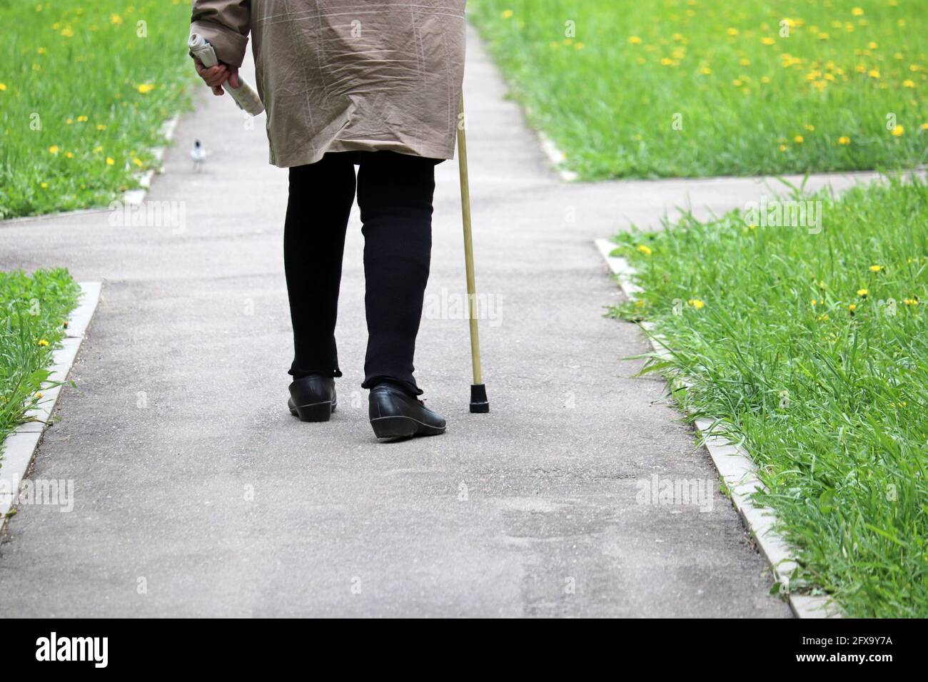 Femme marchant avec une canne dans une rue, jambes de femme sur le trottoir. Concept de handicap, personne qui se trouble, maladies de la colonne vertébrale, personnes âgées Banque D'Images