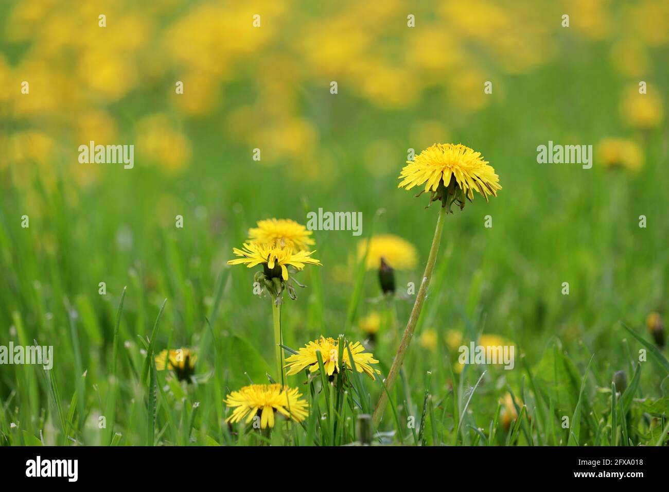 Fleurs de pissenlit en herbe verte. Pré de printemps avec fleurs sauvages jaunes Banque D'Images