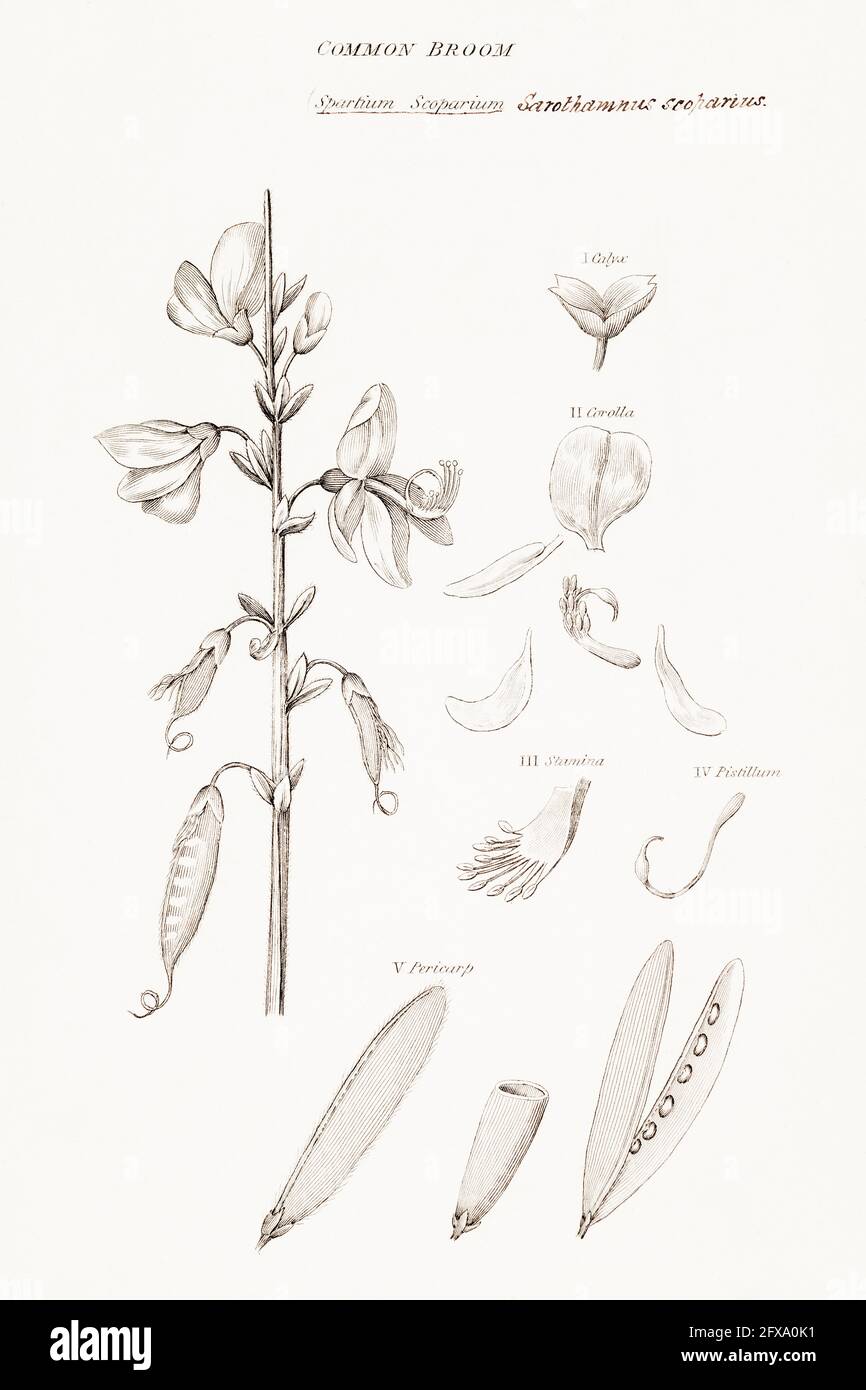 Illustration botanique en copperplate de Broom / Cytisus scoparius de la flore britannique de Robert Thornton, 1812. Une fois utilisé comme plante médicinale. Banque D'Images