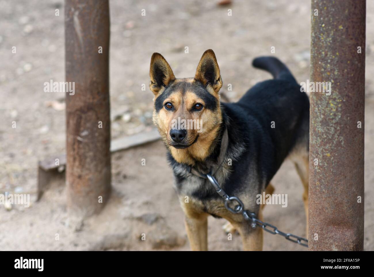 Un chien sur une chaîne de fer protège une ferme. Banque D'Images