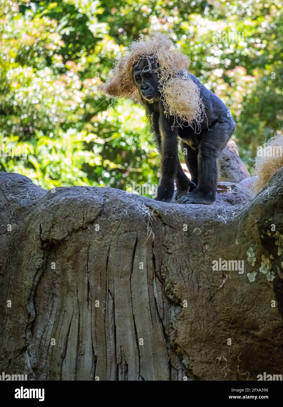 Drôle de jeune gorille jouant avec la paille au zoo d'Atlanta à Atlanta, Géorgie. (ÉTATS-UNIS) Banque D'Images