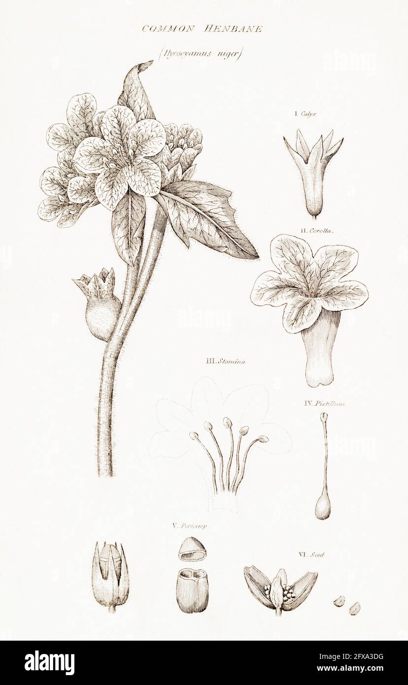 Illustration botanique en copperplate du henbane / Hyoscyamus niger de la flore britannique de Robert Thornton, 1812. Plante toxique et une fois utilisée pour la médecine. Banque D'Images