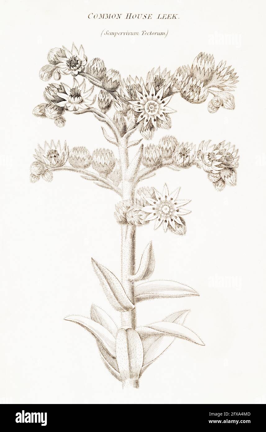 Illustration botanique en copperplate de Houseleek / Sempervivum tinctorium de la flore britannique de Robert Thornton, 1812. Une fois utilisé comme plante médicinale. Banque D'Images