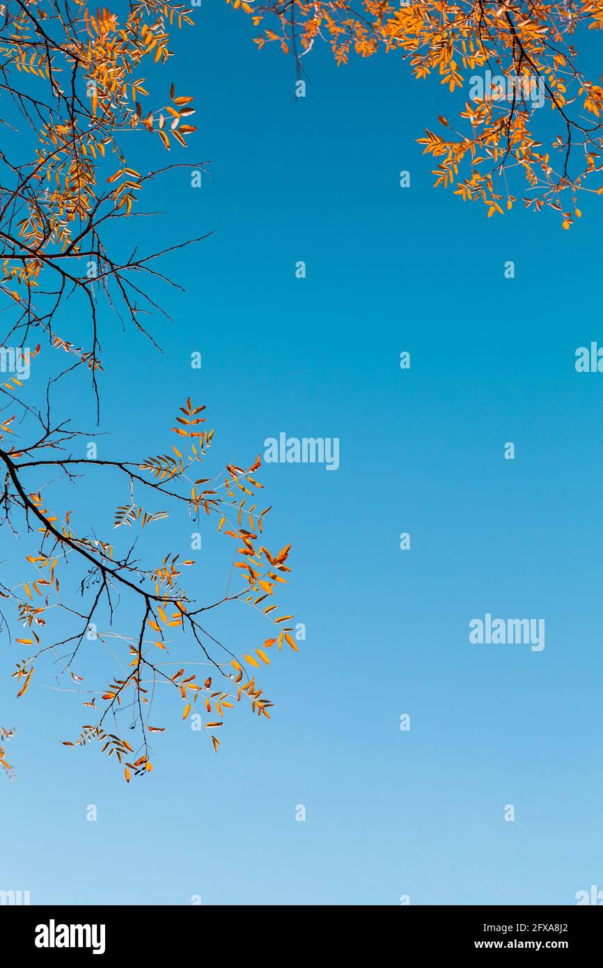 Feuilles jaune vif sous ciel bleu, fond photo vertical naturel Banque D'Images
